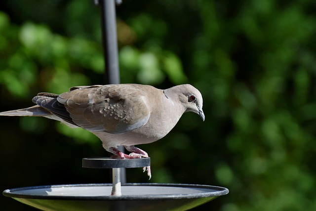 pigeon