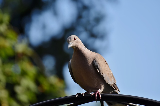 pigeon