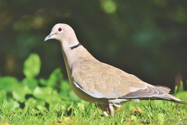 pigeon control