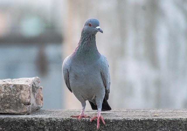 pigeon control