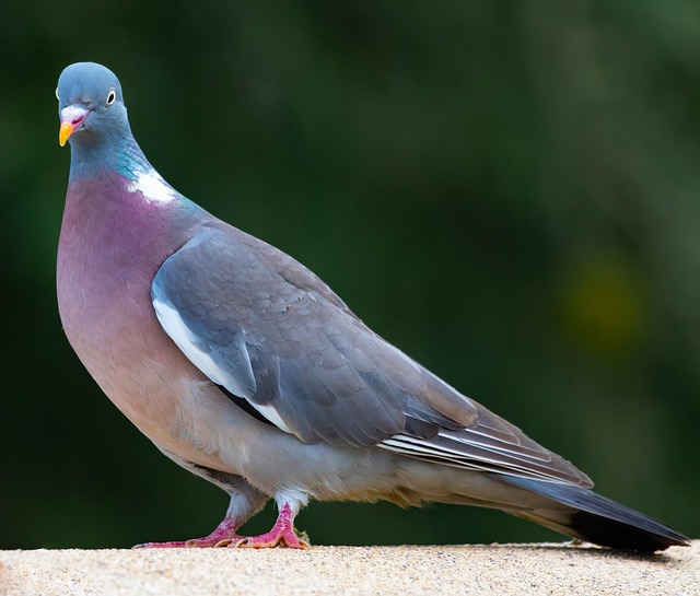 pigeon control
