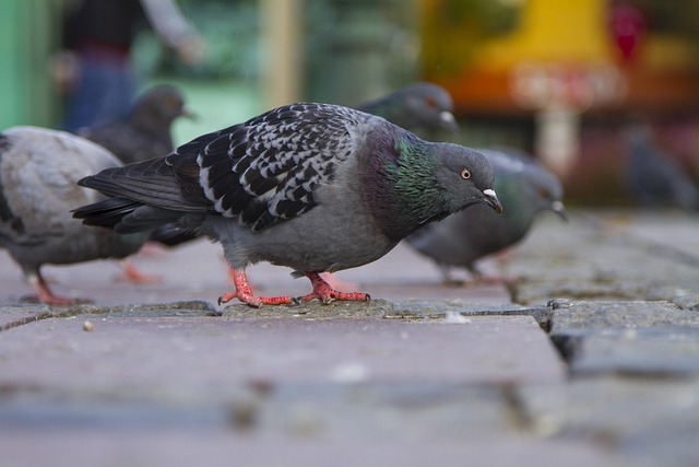 pigeon control