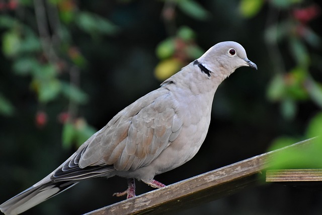 pigeon removal
