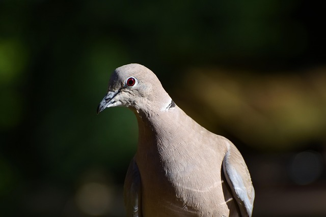 pigeon removal