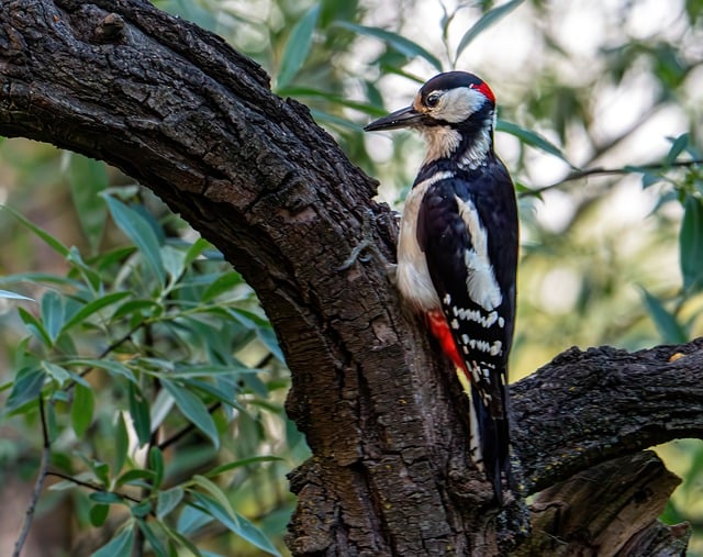 woodpecker-640x480-37610915.jpeg