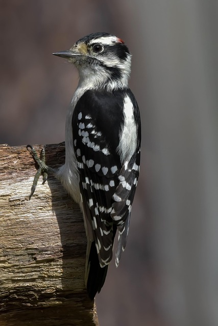 woodpecker-640x480-76667792.jpeg