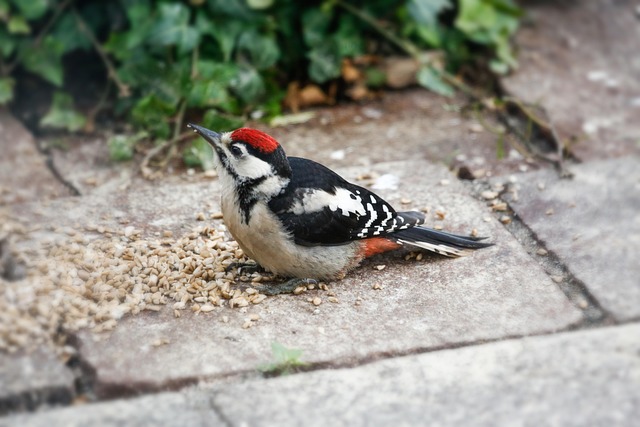 woodpecker-640x480-97770394.jpeg