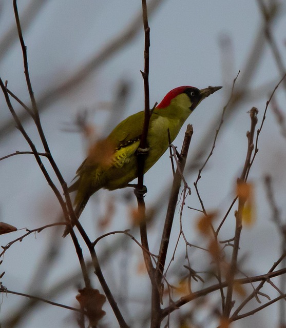 Woodpecker Removal: Professional Help, Prevention Tips, and Post-Occupancy Restoration