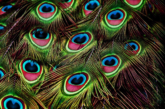 bird