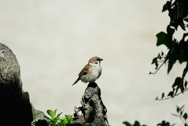 bird