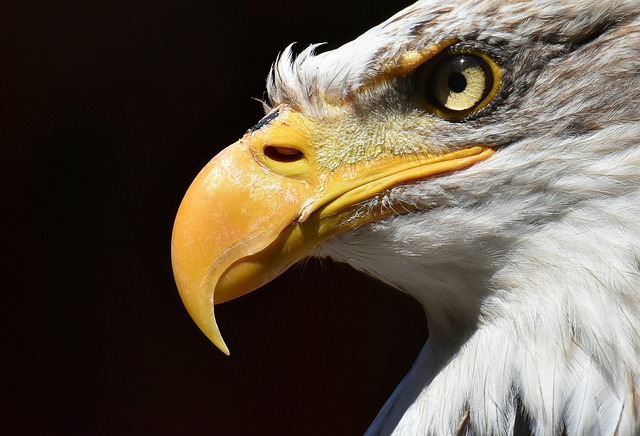 bird