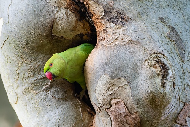 bird