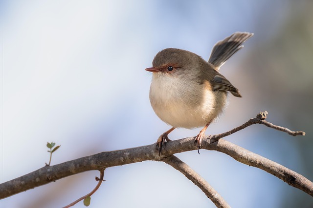 bird