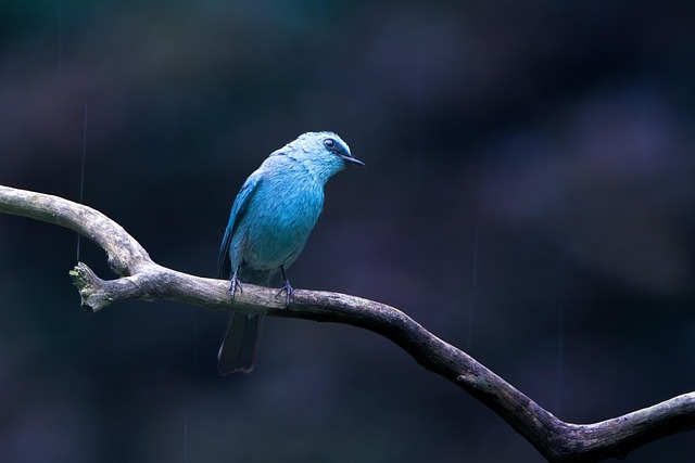 bird-640x480-57001360.jpeg