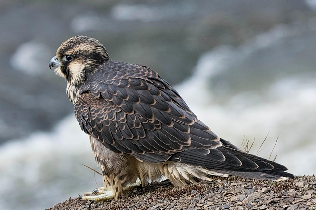 bird-640x480-61528942.jpeg