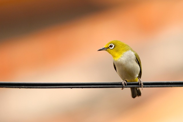 bird control