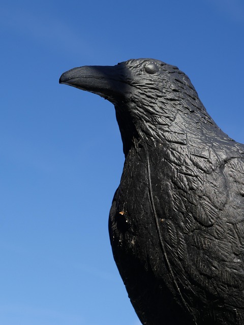 bird control