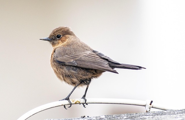 bird control
