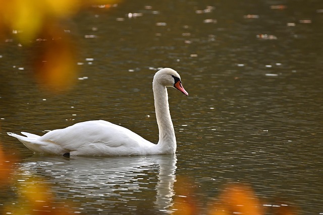 bird-control-640x480-65509729.jpeg