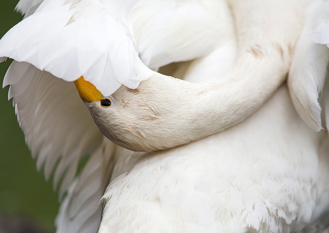 bird removal