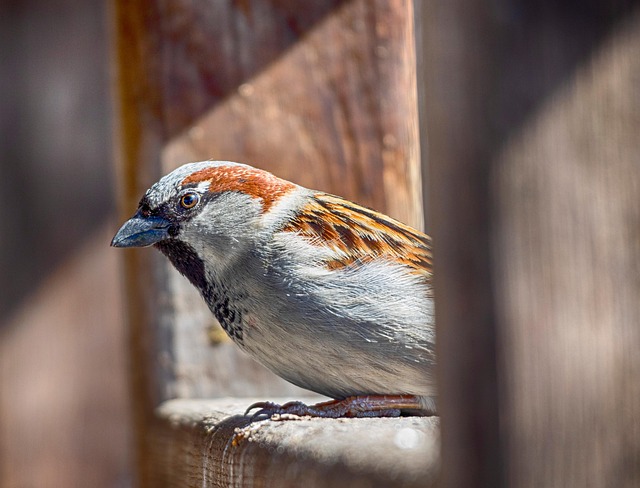 bird removal