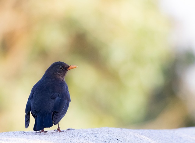 blackbird