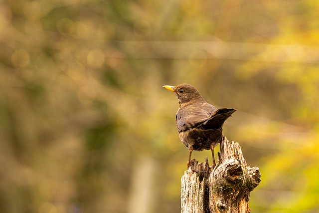 blackbird