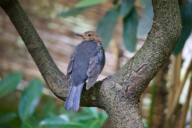 blackbird
