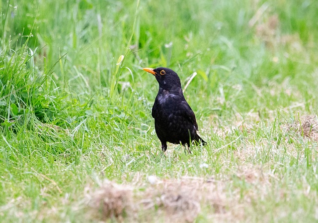 blackbird