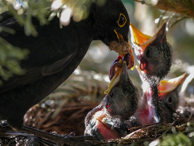 blackbird