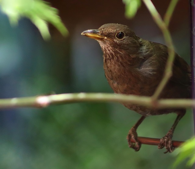 blackbird