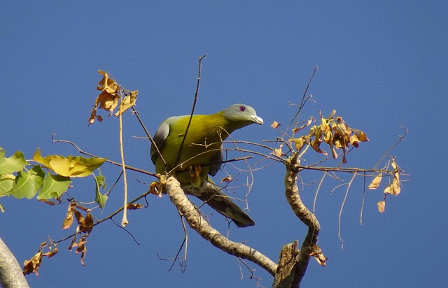 pigeon-640x480-10101811.jpeg