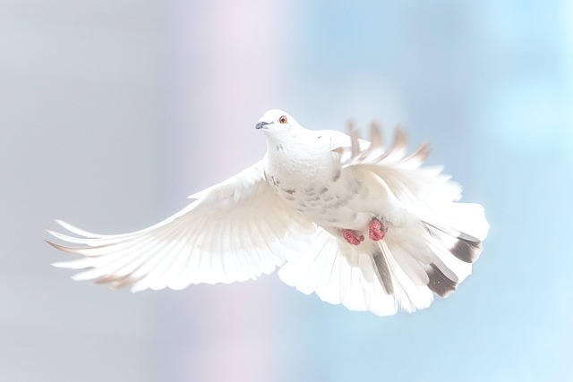 pigeon