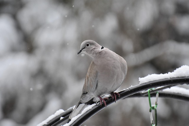 Bird Removal Service USA: Experts Guide to Safe, Effective Solutions