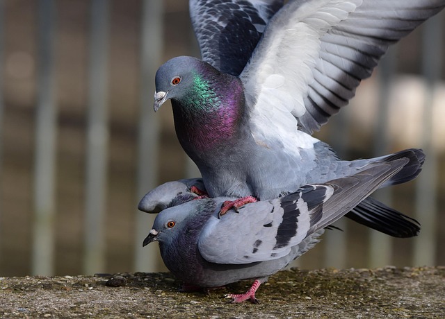 pigeon