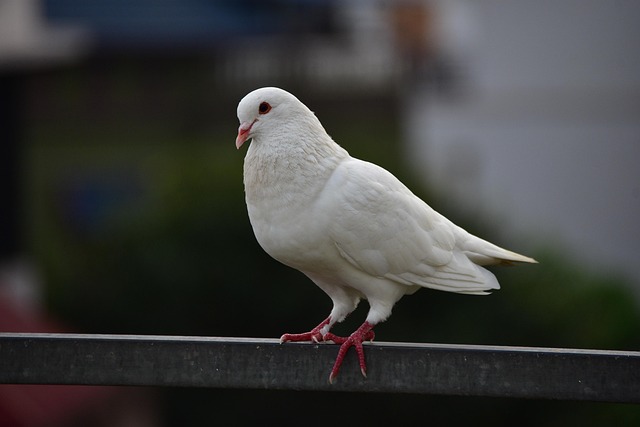 pigeon