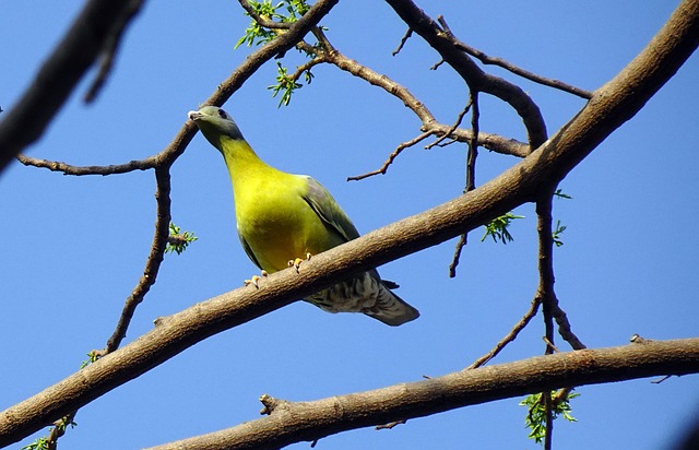 Professional Woodpecker Removal Services: Safe, Legal Solutions for USA Homes