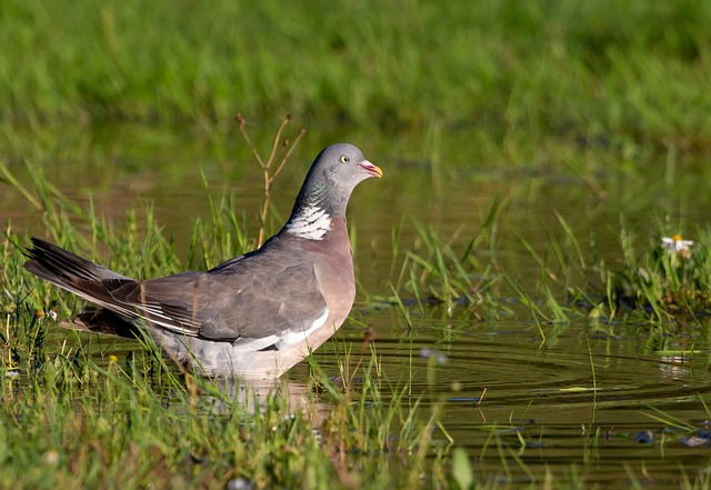 pigeon