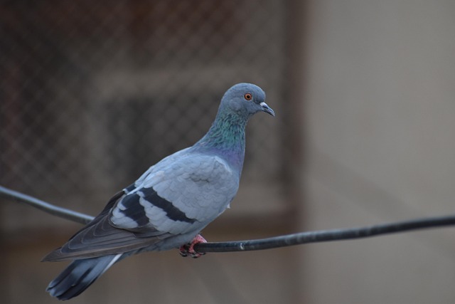 pigeon