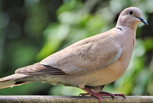 pigeon