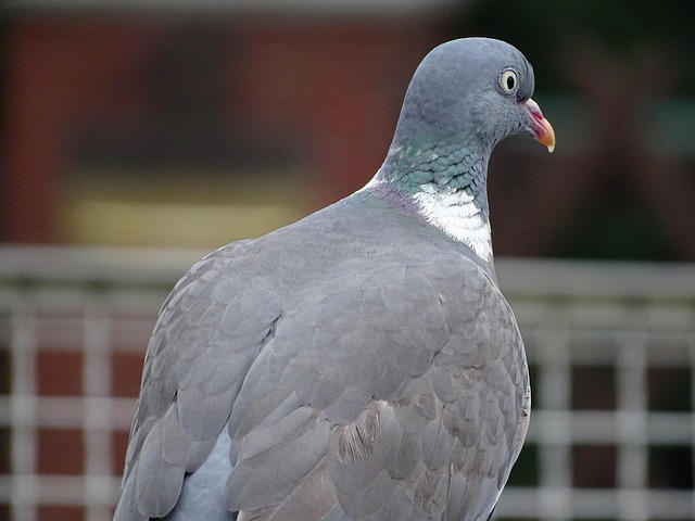 pigeon control