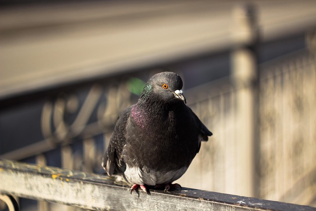 pigeon control