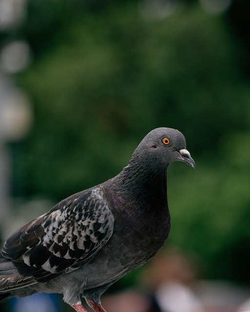 pigeon control