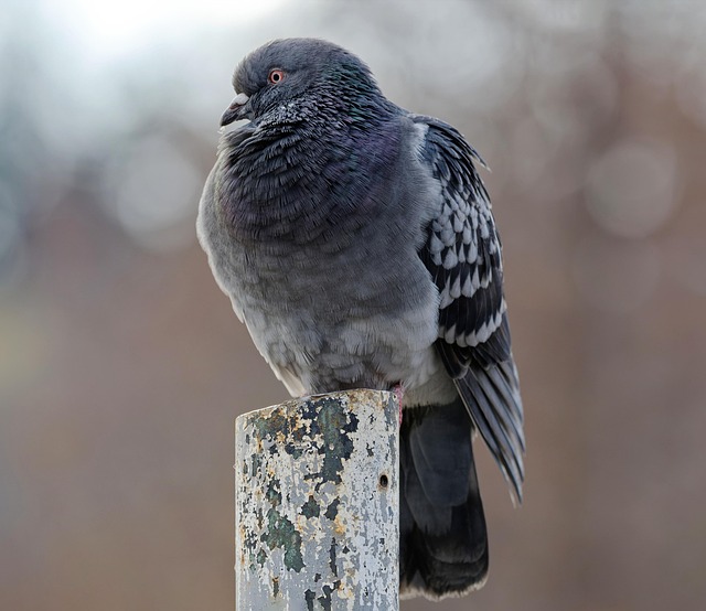 Master Woodpecker Control: Effective Bird Removal Solutions