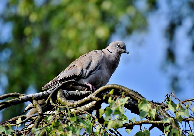 pigeon-removal-640x480-11290042.jpeg