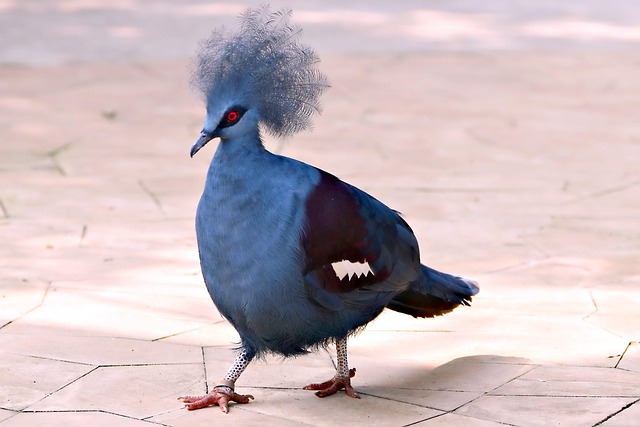 Professional Bird Removal Service: Effective Pigeon Control & Prevention