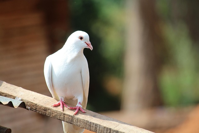 Mastering Pigeon Control: Removal to Technology’s Role