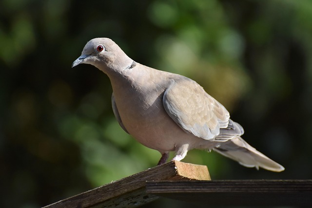 pigeon removal