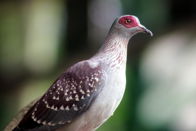pigeon removal