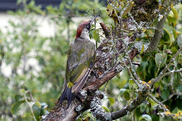 woodpecker
